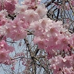 矢板駅の枝垂桜の花（4月11日）
