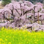 三春滝桜
