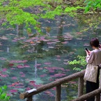 モネの池　新緑の季節