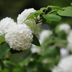 昭和記念公園　１