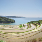 松浦市の春