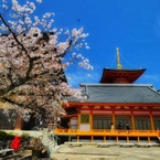 中山寺の春
