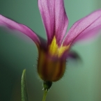 家の花　１２