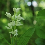 多摩の野生花　１