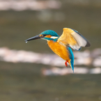 微動だしないホバリング　カワセミ　2