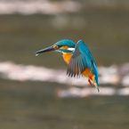 微動だしないホバリング　カワセミ　1
