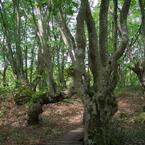 バランスと成長