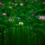 堀一面の蓮の花１