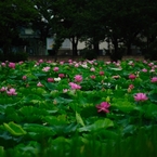堀一面の蓮の花２