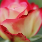 ジュビレ・デュ・プリンス・ドゥ・モナコ　１