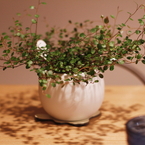 Wire Plants