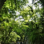 深大寺へ続く道