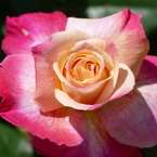 春の花11(バラ1)