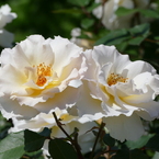 春の花12(バラ2)