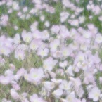 ５月の昼下がり