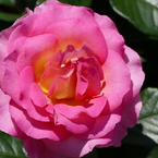 春の花15(バラ5)