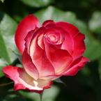 春の花15(バラ5)