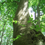 木々に囲まれ⑤