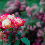 オールドレンズで薔薇でも撮ってみた(2)