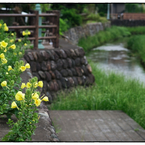 「月見草の咲く頃」小江戸川越散歩616