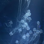 水族館にいたクラゲ
