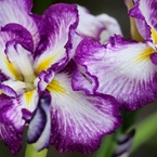 小岩菖蒲園の花菖蒲5