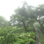 DSC02950