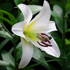 白いユリの花言葉（純潔）