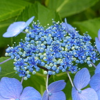 夏の花1(紫陽花1)