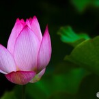 堀之内公園の大賀蓮～ⅶ