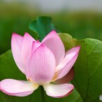 堀之内公園の大賀蓮～ⅷ