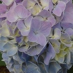 混じり合う薄い紫のアジサイの花（7月11日）