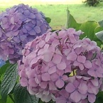 パープル&ピンクの紫陽花（7月11日）