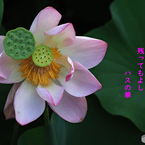 古代ハスに魅せられて ⑥