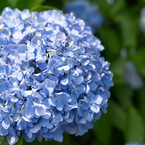 紫陽花 2025