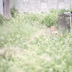 夏の幻想