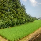 水田のある景色（7月6日）