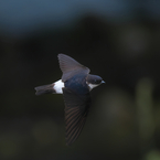 嘲笑うかのようにビュンビュン行きます!!　イワツバメ