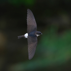 嘲笑うかのようにビュンビュン行きます!!　イワツバメ