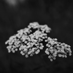 断念の花