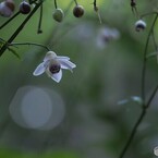 御岳山の森の妖精、