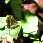 蝶の里公園～ⅷ