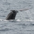 また深海へ