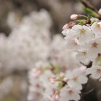 桜2009