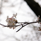 桜2009