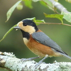 秋の里山で1(ヤマガラ)