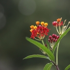 秋華　４