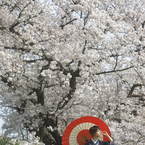 Sakura
