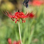 彼岸花とアゲハ