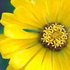 花中の花